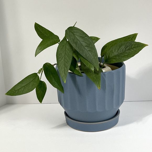 Bombay Ribbed Ceramic Planter 5.5” Drainage Hole Saucer Matte Blue Flower Pot - Picture 10 of 14